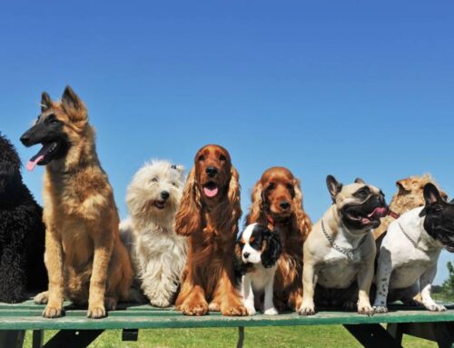 Test Your Dog IQ